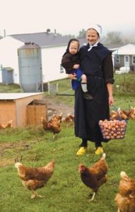 Omish farmer holds a toddler with one arm and a basket full of brown, cage free eggs with her opposite hand as she smiles at her free-range, cage free hens. 