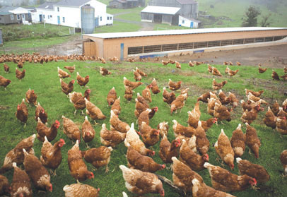Numerous cage free, pasture raised and brown feathered hens foraging in a large, free range pasture. 