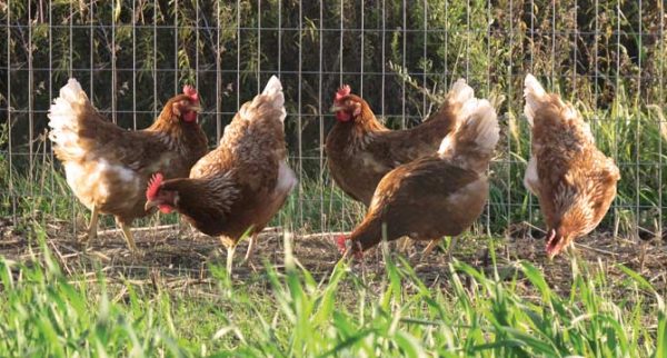 Brown feathered hens socialize and forage in a free-range, grassy pasture. 