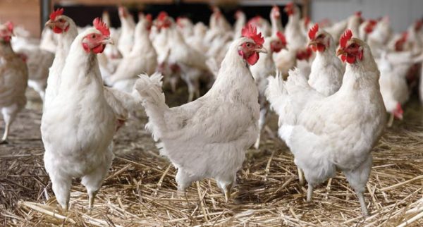  A group of white cage free hens in an open, spacious barn. 